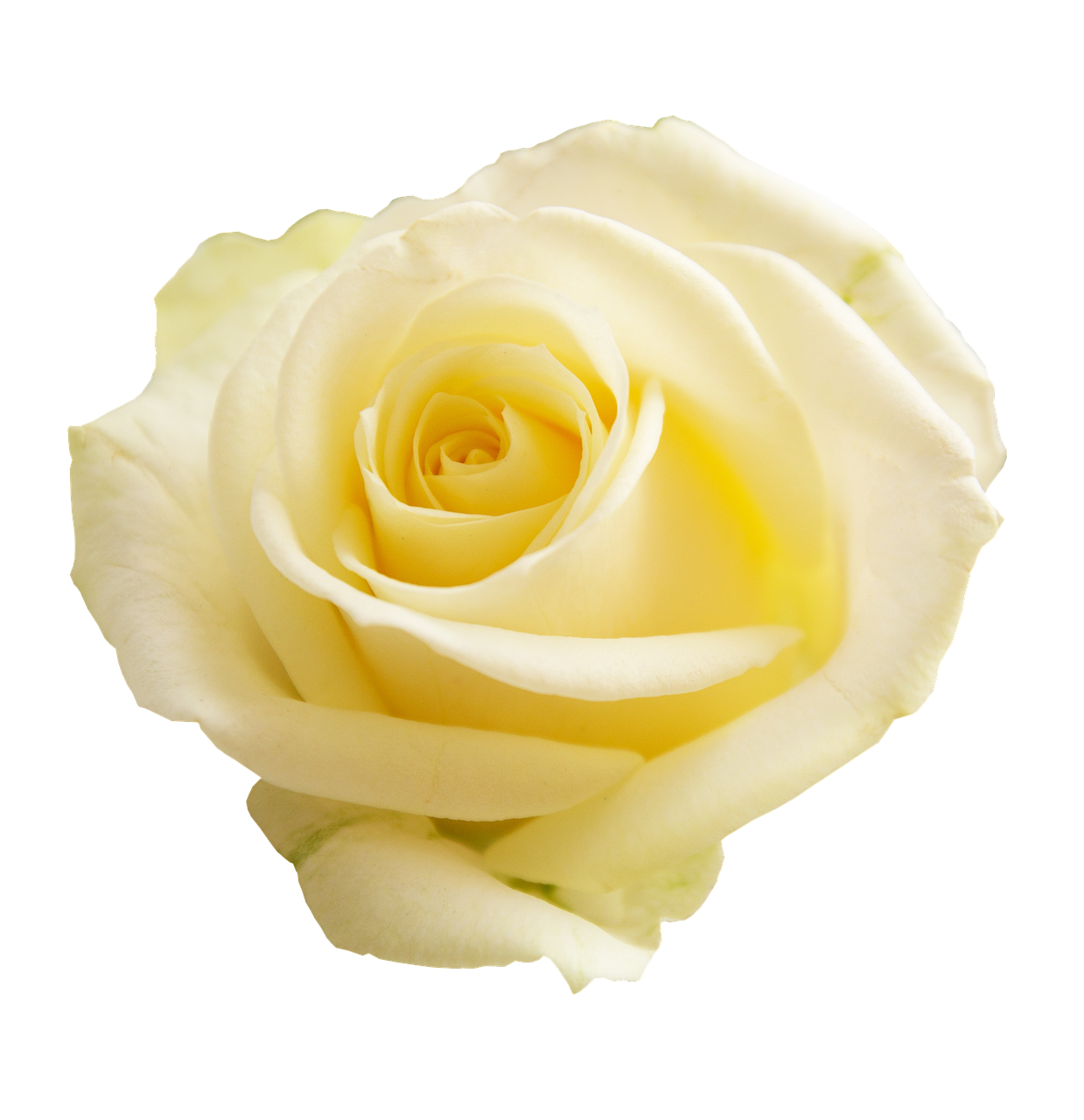 rose, png, transparent background-3189881.jpg