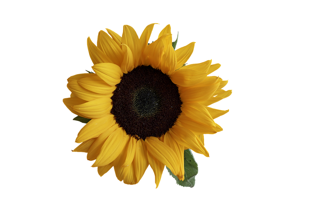 sunflower, flower, blossom-3289333.jpg